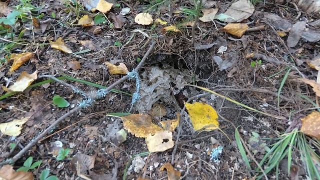 Осы в земле смотреть онлайн