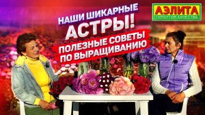 Шикарные астры: разнообразие сортов. Выращиваем правильно!