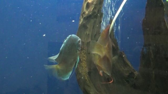 Нерест дискусов (discus spawning) смотреть онлайн