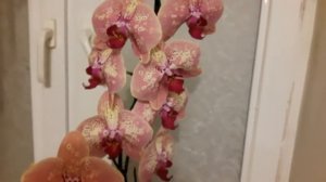 #ОРХИДЕИ Орхидея ДИКИЙ ПЕРСИК. ДОМАШНЕЕ ЦВЕТЕНИЕ❤уход?