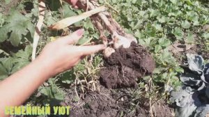 Что будет если сажать чеснок целыми головками