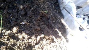 Мини вермиферма. Черви и мороз -20. Червь Старатель.