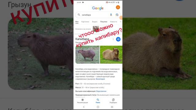 шок можно купить капибару🤔