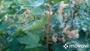 #смородинабелая #кустарник Смородина белая"СНЕЖАНА" . Обзор сорта.2020г