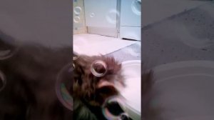 День 2. Как кормить котёнка с помощью подручных средств (если котенок не умеет кушать сам).