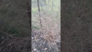 гранат обрезка куста(2года) 2023