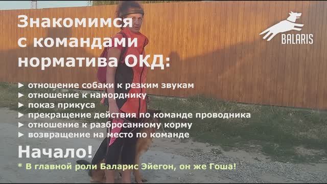 ОКД, начало. Показ команд Место, Фу, Неподбор корма, Зубы, Намордник. Эйегон