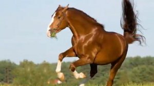 рыжий конь