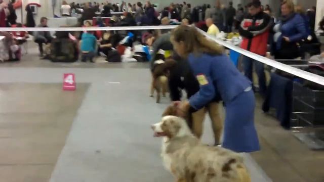 Россия 2012, австралийская овчарка, лучший кобель смотреть онлайн