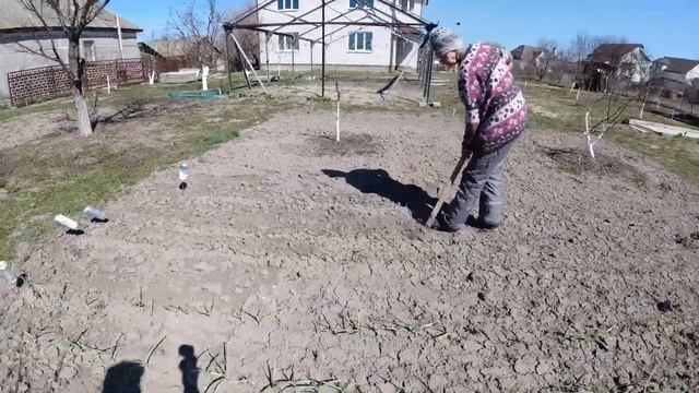 Уход за озимым чесноком весной - прополка, удобрение, полив. Боремся с желтыми листьями мочевиной смотреть онлайн