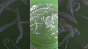 Кальмар и живые черви! Слабонервным не смотреть