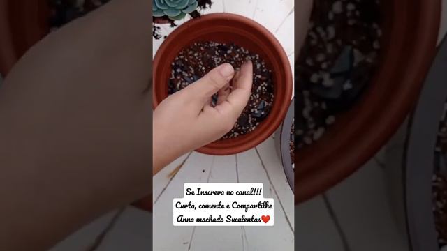 Replante da Echeveria Glauca ❤️ Suculenta Linda #suculentas #annamachadosuculentas #suculentasbrasi смотреть онлайн