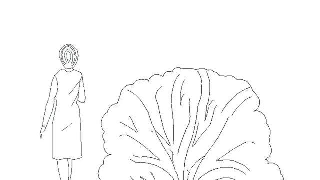 Rhododendron 'Brasilia' смотреть онлайн