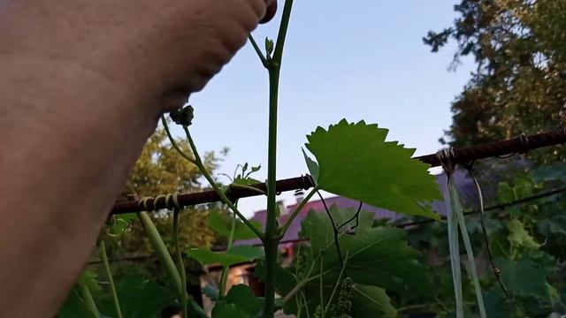 Второй урожай на винограде Кеша. смотреть онлайн