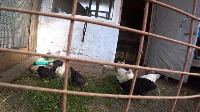 СОБРАЛА СЕМЕНА ФАЦЕЛИИ ?☘? ЦЫПЛЯТА ВМЕСТЕ ??ГОЛОШЕЙКА УЧУДИЛА??