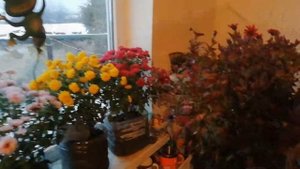 ХРИЗАНТЕМА МУЛЬТИФЛОРА КАК СОХРАНИТЬ ЗИМОЙ. Шаровидная хризантема 2 способа зимовки.