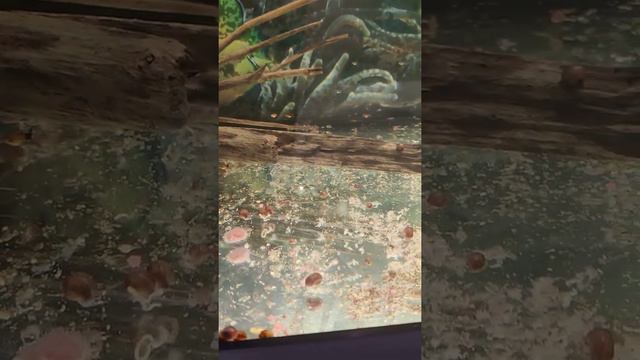 приветствую всех , давно не было обзора ,решил сделать и напомнить смотреть онлайн