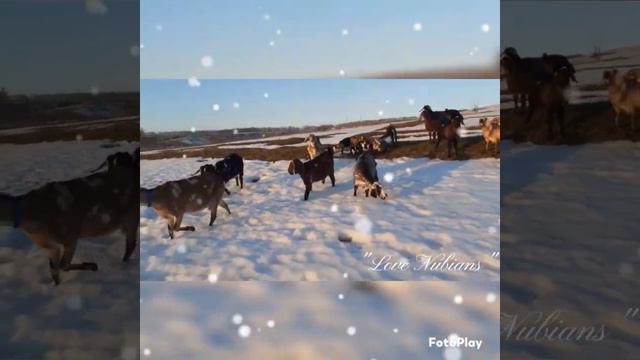 Англо-Нубийские козы, козочки зимой "LoveNubians" Воронежская обл.