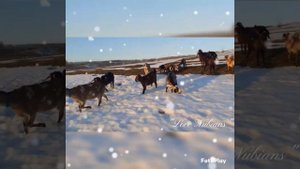 Англо-Нубийские козы, козочки зимой "LoveNubians" Воронежская обл.