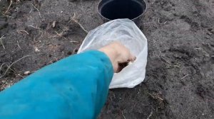 Посадка голубики блюкроп продолжение