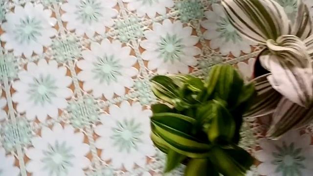 Комнатные растения. Новинки с выставки и компания. Часть вторая. смотреть онлайн