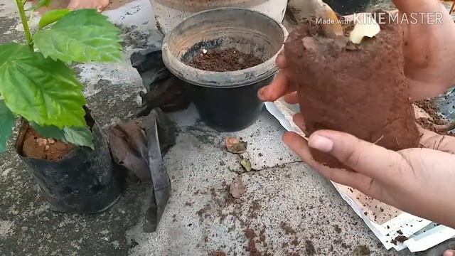 #garden New flowering plants in our little garden for this rainy season