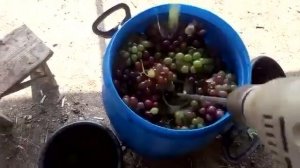 Как легко и быстро перебить виноград для вина!