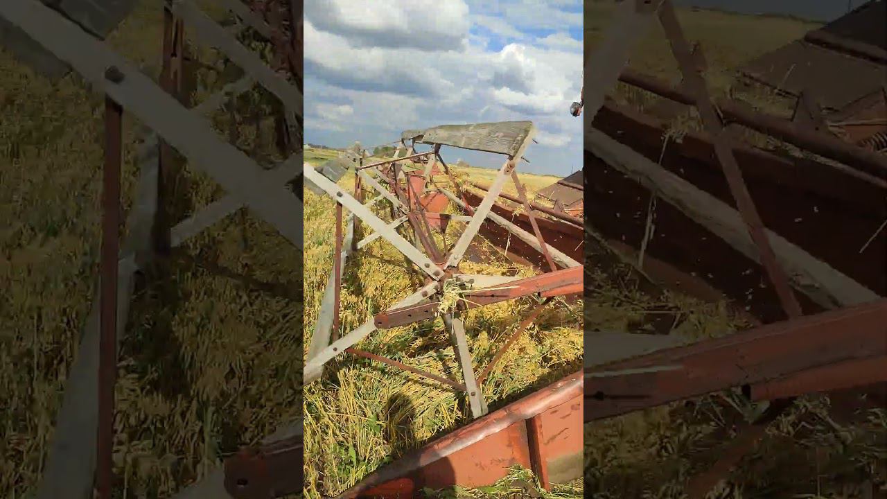 Нива СК-5.Свал овса. смотреть онлайн