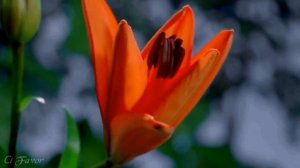 Дожди благословения - Worship | музыка с цитатами из Библии, #пропитка #музыка_для_молитвы