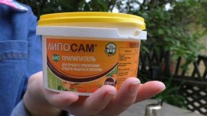 Обрабатываем груши от ржавчины