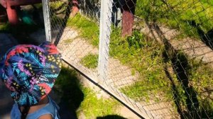Куда сходить в Могилёве летом? Куда сходить в Могилёве в выходные? Красивый зоосад и грустные волки