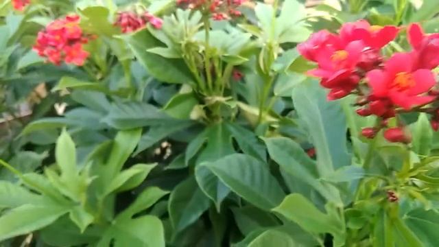 Tanaman hias Peregrina / Spicy jatropha / Jatropha integerrima flower, si bunga merah merekah смотреть онлайн