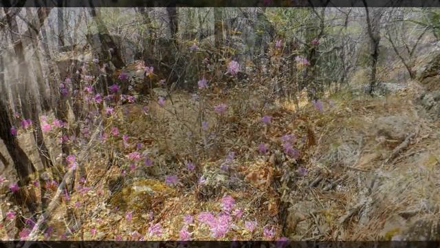 Где то багульник на сопках цветёт смотреть онлайн