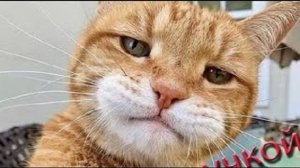 Приколы с котами. смешные моменты с котами и собаками попавшие на камеру. Прикольные котики. № 9