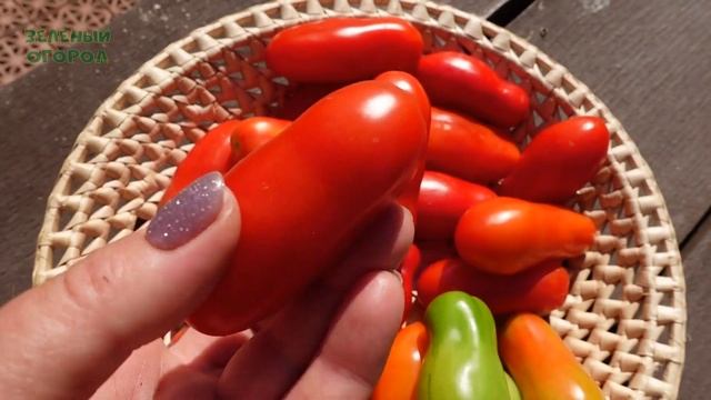 Томат КИБИЦ. Обзор сортов ТОМАТОВ! смотреть онлайн