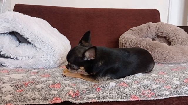 Отвечаю на вопрос, как у Зайки дела сейчас с туалетом??? смотреть онлайн