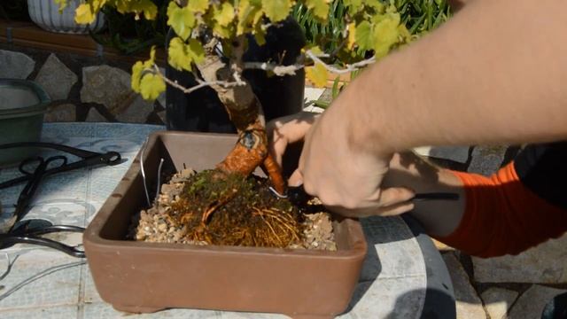 Пересадка бонсай и подрезка корней. Bonsai Morus alba (Шелковица)