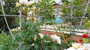 Роза Салли Холмс (Sally Holmes)