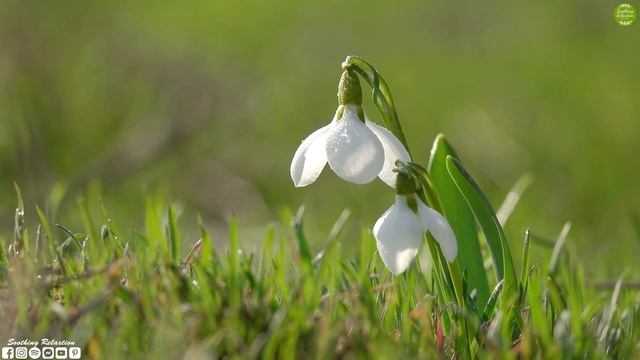 Шикарная музыка! Очень красивые нежные и трогательные мелоди! Самая красивая мелодия в мире #relax