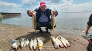 Рыбалка судак и берш с Кама фишинг Поклевка монстра катушка в хлам