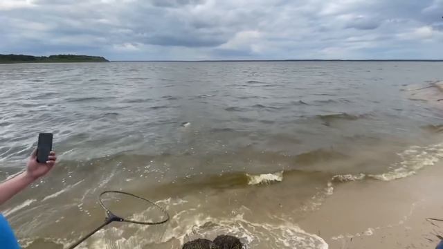 А ВЫ ЗНАЛИ ЧТО ТАКИЕ У НАС ЖИВУТ?! Огромный толстолобик. Ловля толстолоба. Рыбалка 2022. смотреть онлайн