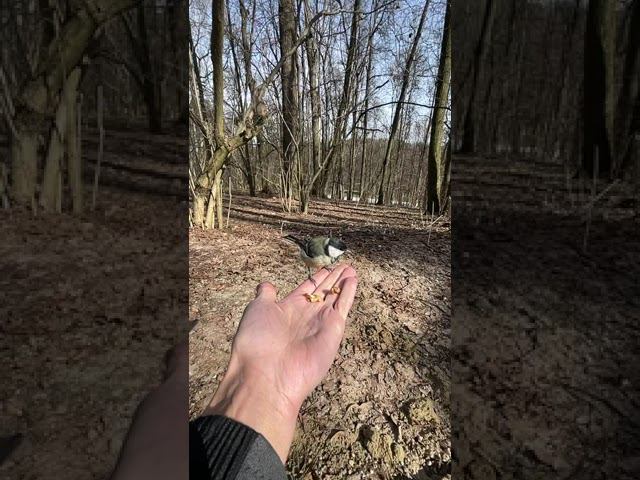 #природавокруг #синички #живаяприрода смотреть онлайн