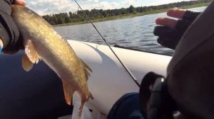 Рыбалка в Костроме. Ловля щуки, судака, жереха!