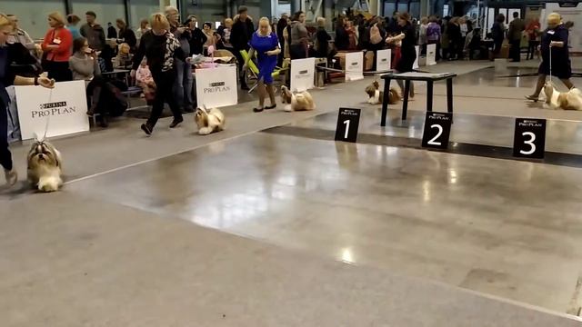 выставка собак 17 11 19 VID 20191117 145114 смотреть онлайн