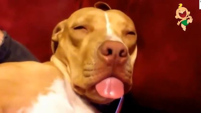 Животные отжигают. Приколы.