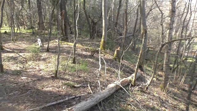 Поход с семьей в лес I Пикник на природе