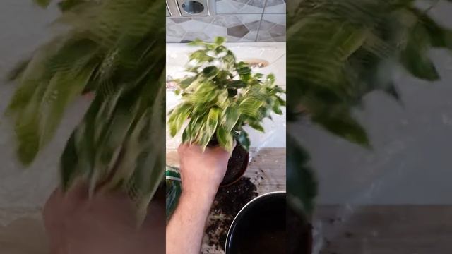 Фикус Бенджамина Кинки. смотреть онлайн