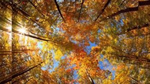 Невероятно красивая музыка осени!!!!! Сергей Чекалин-Сентябрь.