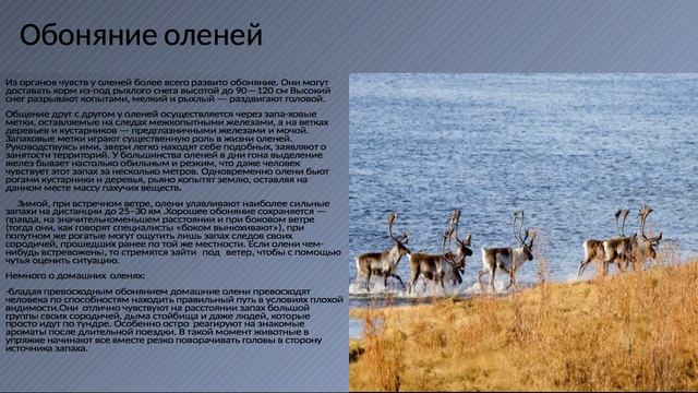 Обоняние животных Якутии