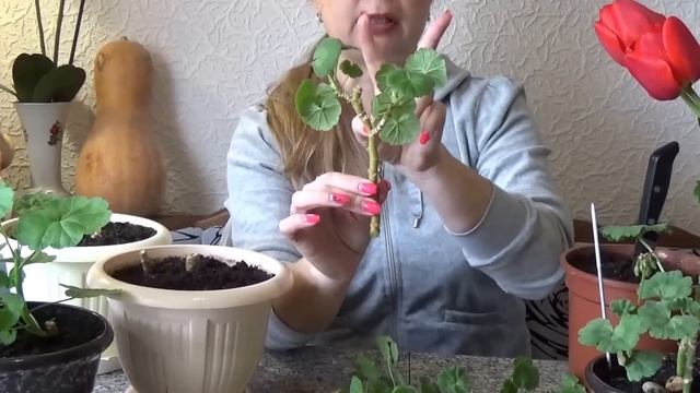 ПЕЛАРГОНИЯ (герань), пересадка и уход | Irina Belaja смотреть онлайн